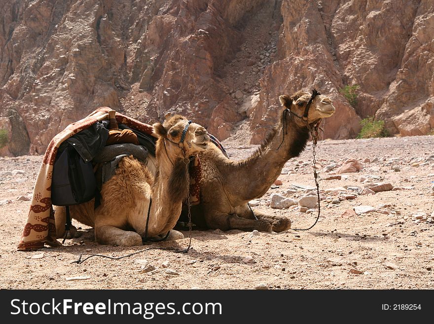 Camel travel. Sinai, Egypt dromedary