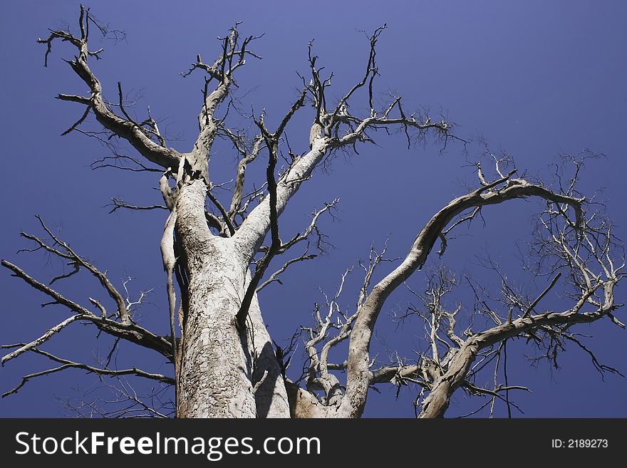 Tall dead tree