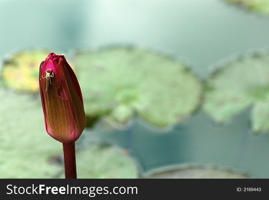 A red color water lily in the parks