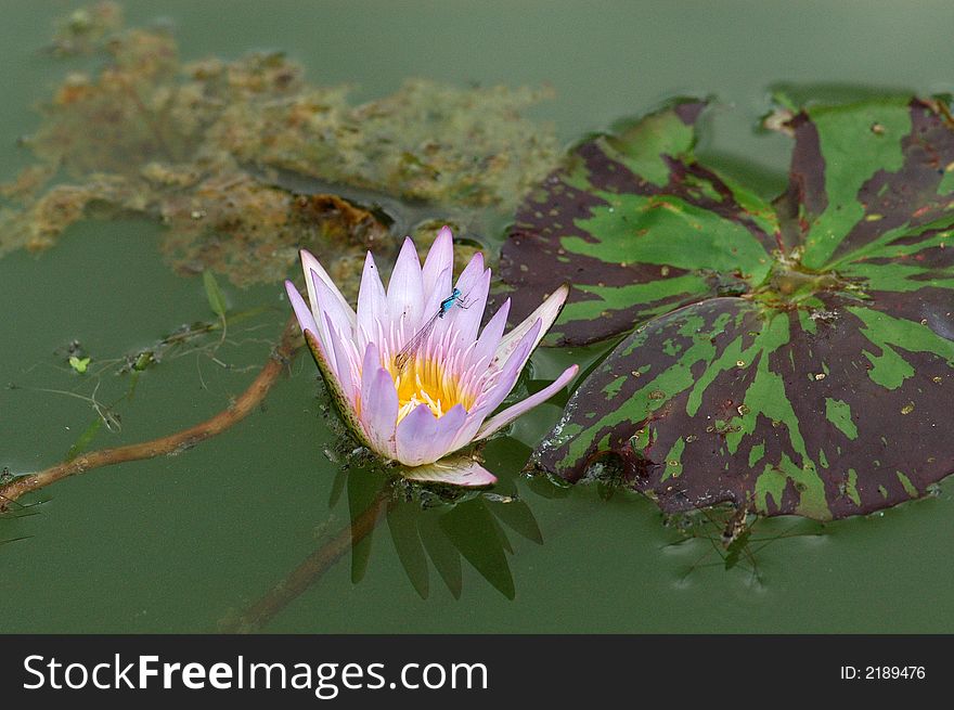 Water lily in the ponds