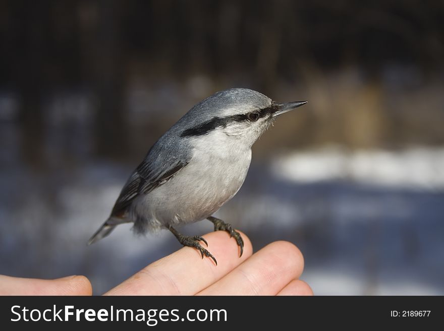 The wild bird sitting on hand