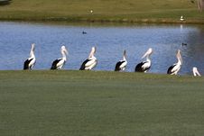 7 Pelicans Stock Photography 7 Pelicans Stock Photography