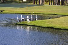 7 Pelicans Stock Image 7 Pelicans Stock Image