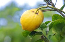 Lemon Tree Stock Images