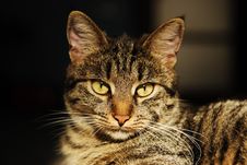 Close-up Portrait Of A Striped Cat Royalty Free Stock Images