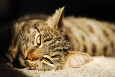 Close Up Portrait Of A Striped Cat Stock Photos