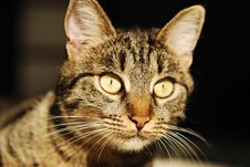 Close Up Portrait Of A Striped Cat Stock Photos