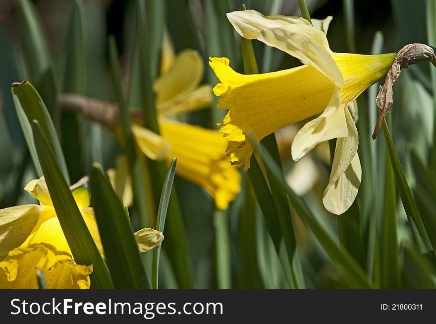 Close-up on a narcissus by a springtime day. Close-up on a narcissus by a springtime day.