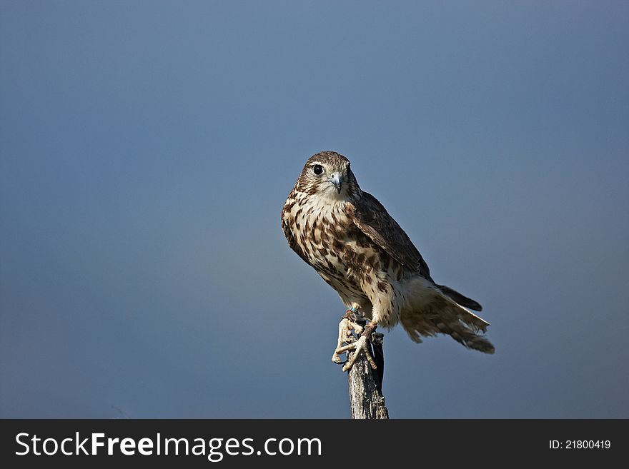 A captive Merlin,Falco columbarius,perched on top of a dead tree.