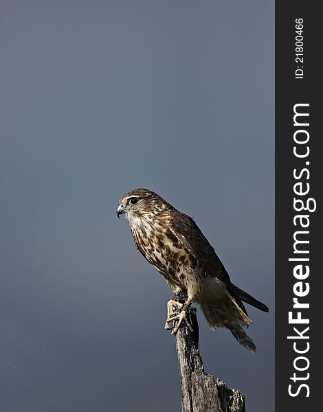 A captive Merlin,Falco columbarius,perched on top of a dead tree.