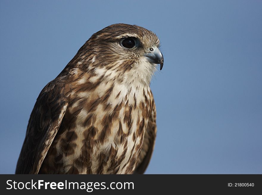 A close-up of a captive Merlin,Falco columbarius,against a blue sky