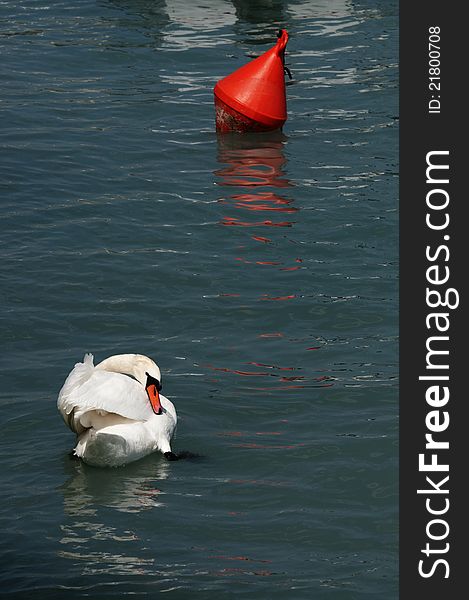 Cob and buoy at the surface of a lake.