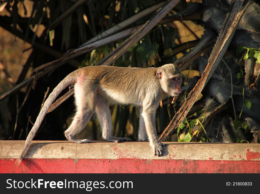 Crab-eating monkey or Long-tailed Macaque in tropical rain forest park is walking on the fence wall. Crab-eating monkey or Long-tailed Macaque in tropical rain forest park is walking on the fence wall