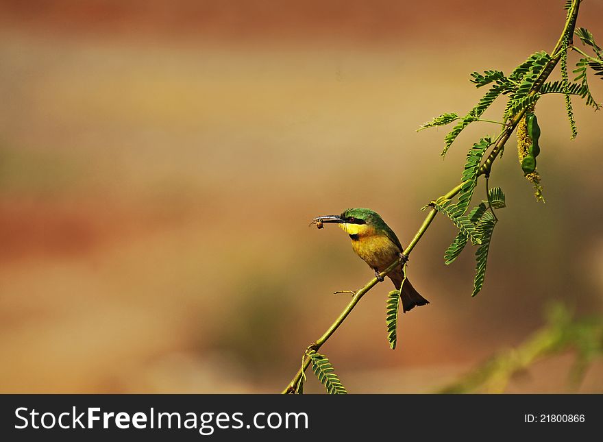 Little Bee-eater on a branch, keeping his pray in the beak.