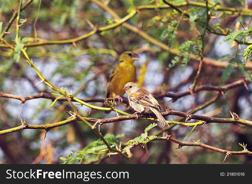 A sparrow and a village weaver alighted in the same tree. Photo taken in Senegal, west africa. A sparrow and a village weaver alighted in the same tree. Photo taken in Senegal, west africa.