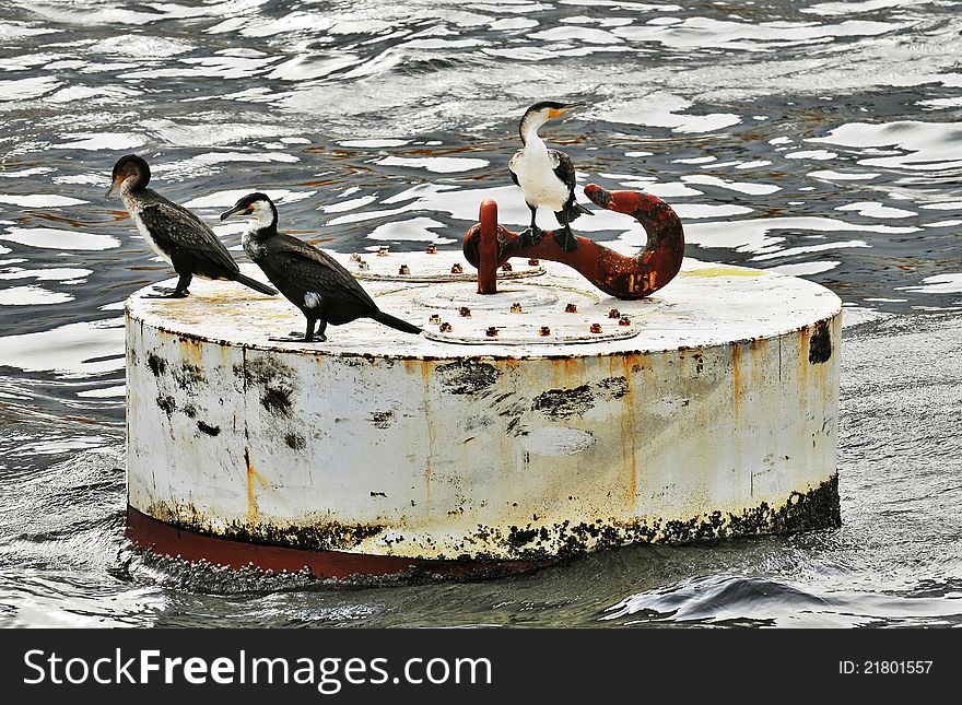 Cormorants alighted on a floating docking buoy. Cormorants alighted on a floating docking buoy.