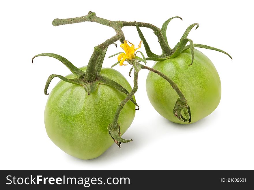 Green tomatoes against white background