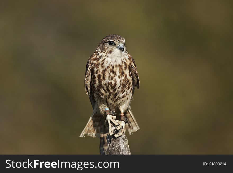 A captive Merlin,Falco columbarius,perched on top of a dead tree with a green background