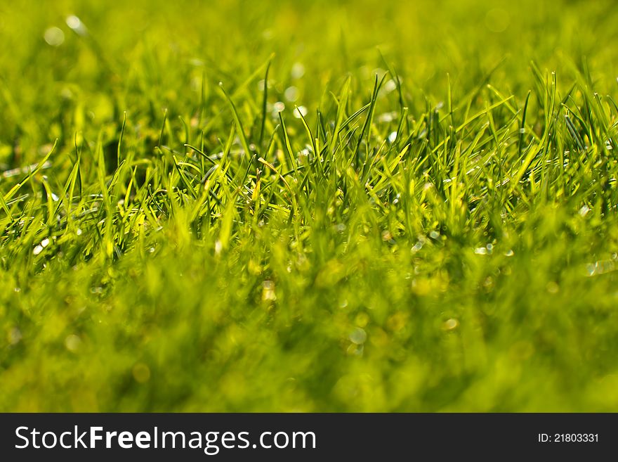 Green grass view with shallow DOF