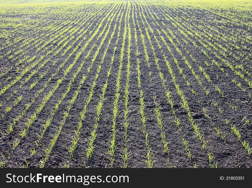 Winter crops cold autumn day before winter