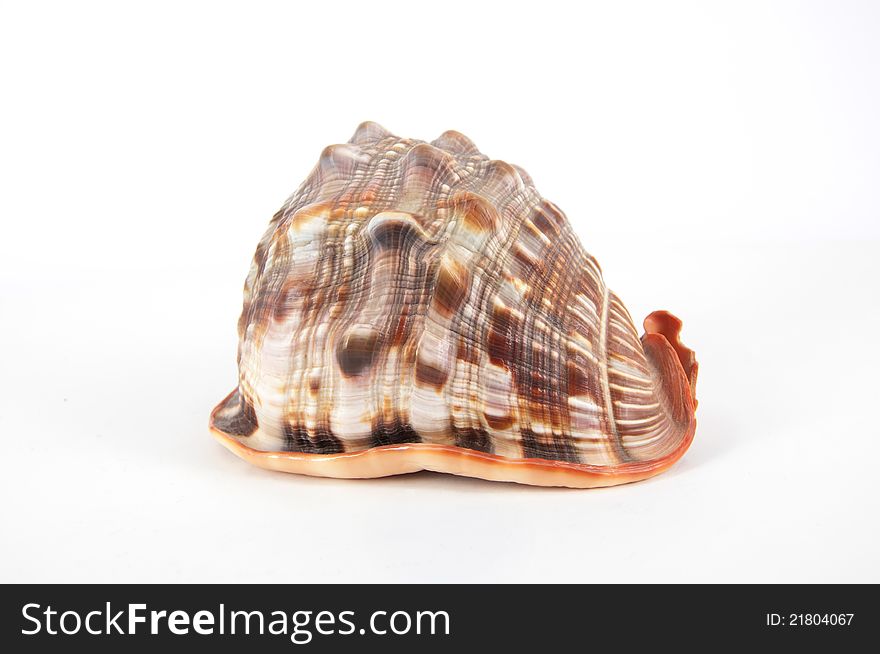 Trumpet shell on white background