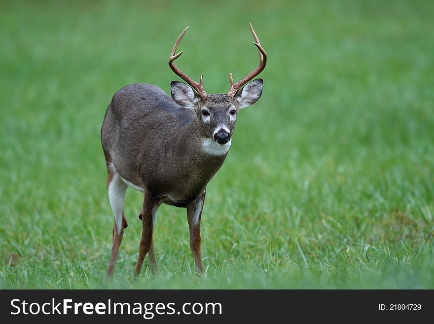 Six point buck watching me take his photo. Six point buck watching me take his photo