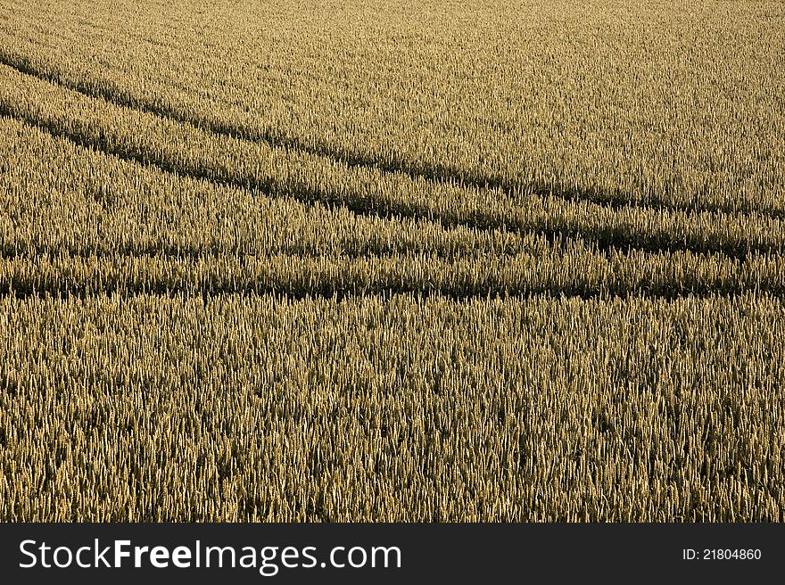 Tyre tracks in a field of ripe corn, Cambridge, England. Tyre tracks in a field of ripe corn, Cambridge, England