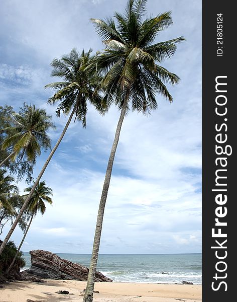 Coconut beach, is common tree in tropical country