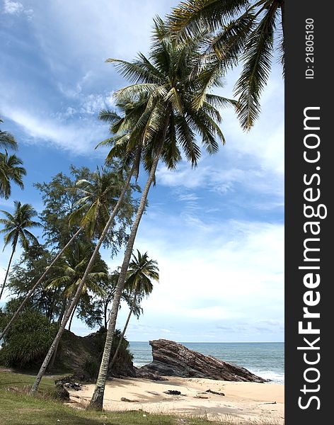 Coconut beach, is common tree in tropical country. Coconut beach, is common tree in tropical country