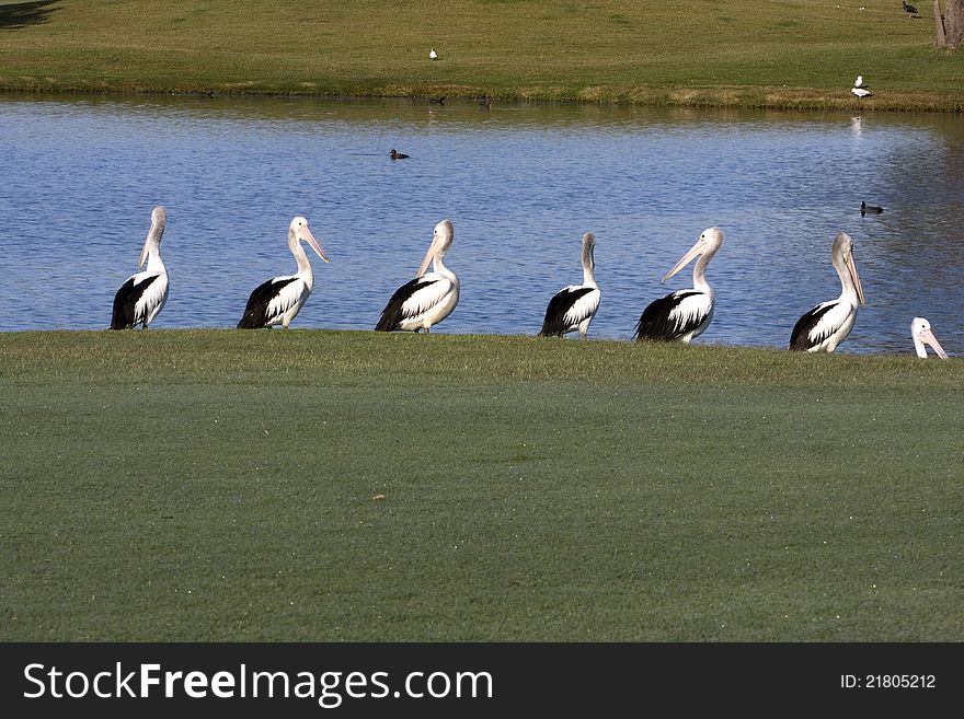 7 pelicans beside a lake