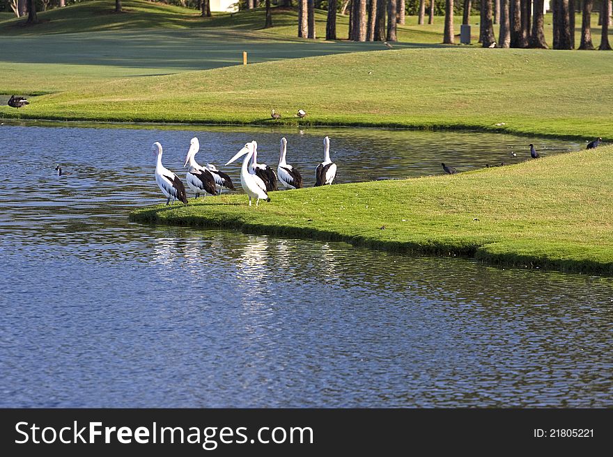 7 pelicans beside a lake