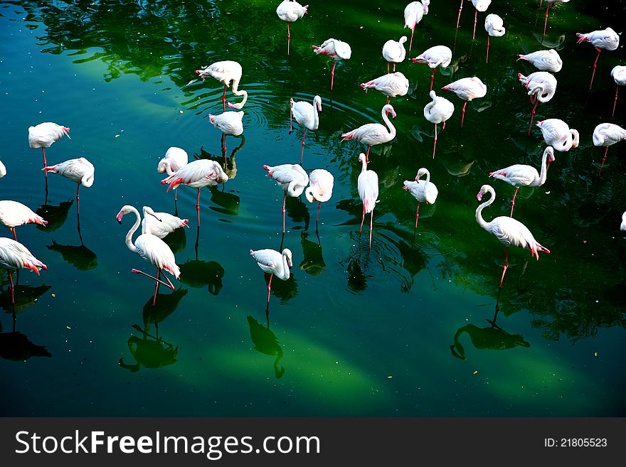 Group Of Flamingos