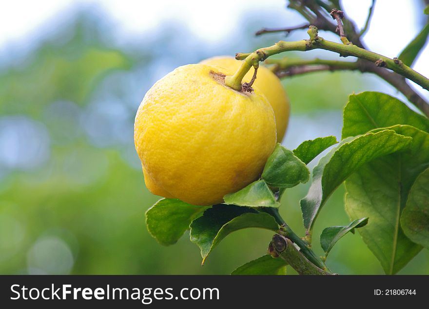 Closeup of lemons on lemon tree