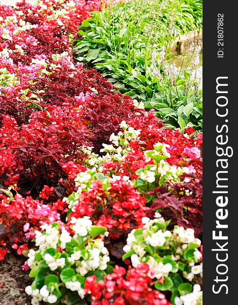 Flower bed with red and white begonias and hostas