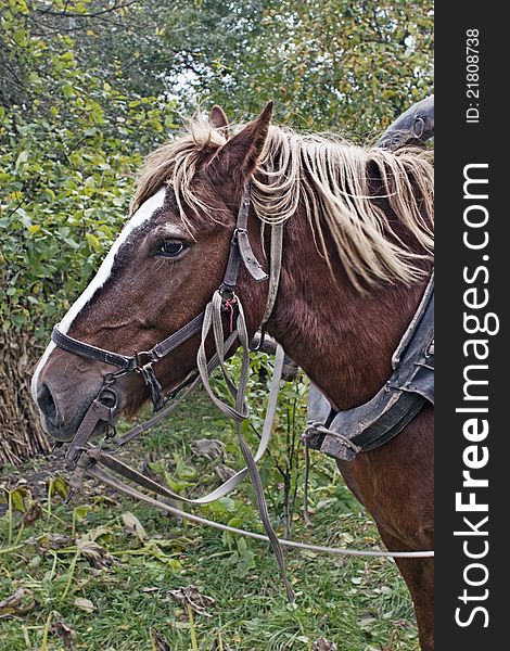 Drawn by a horse in the countryside. Drawn by a horse in the countryside