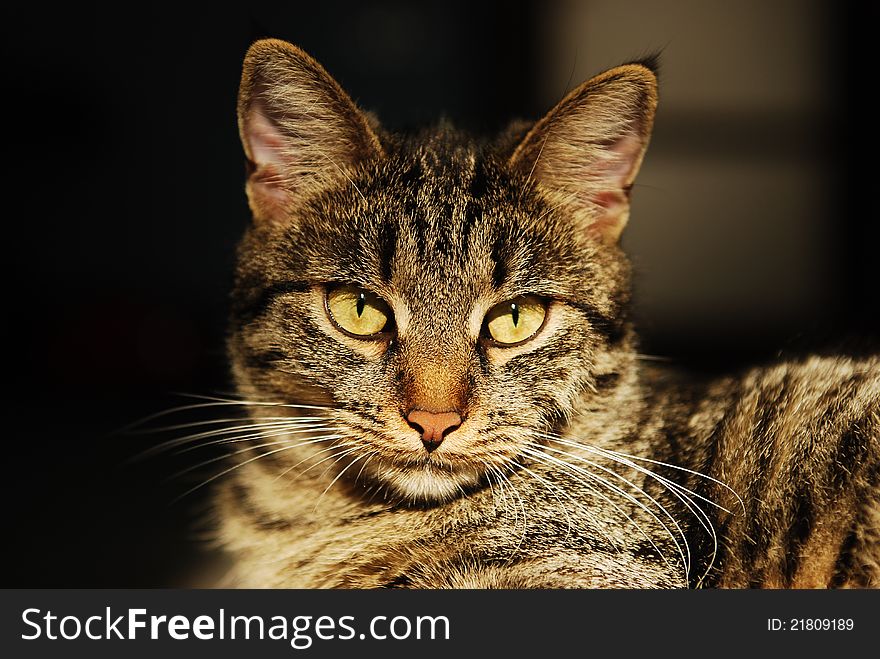 Close-up portrait of a striped cat