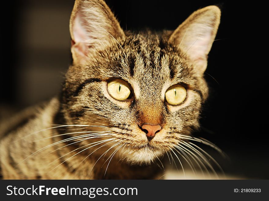 Close-up portrait of a striped cat