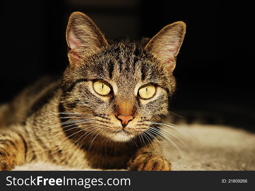 Close up portrait of a striped cat