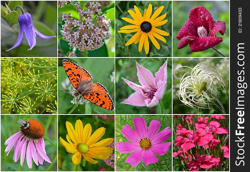 Collage from flowers, plants, butterfly. Collage from flowers, plants, butterfly