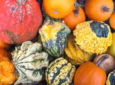 Variety Of Colorful Gourds Stock Images