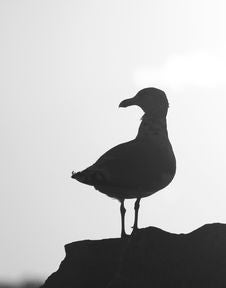 Gull At Sunset Royalty Free Stock Photo