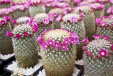 Cactus Plants Royalty Free Stock Images