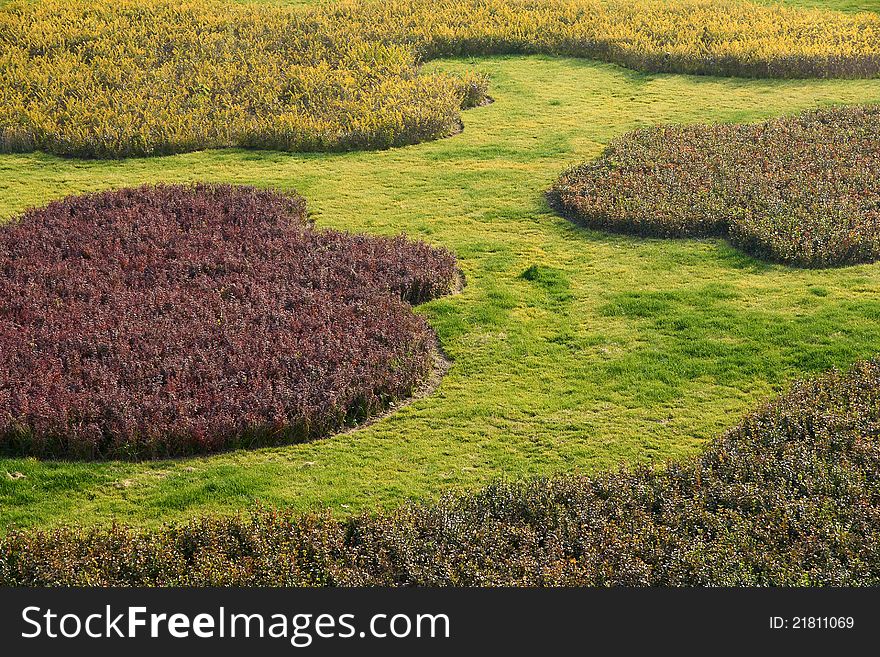 The pattern of shrubs and lawns in the garden