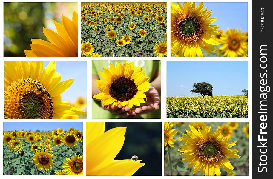 Mosaic of sunflowers in bloom in summer. Mosaic of sunflowers in bloom in summer