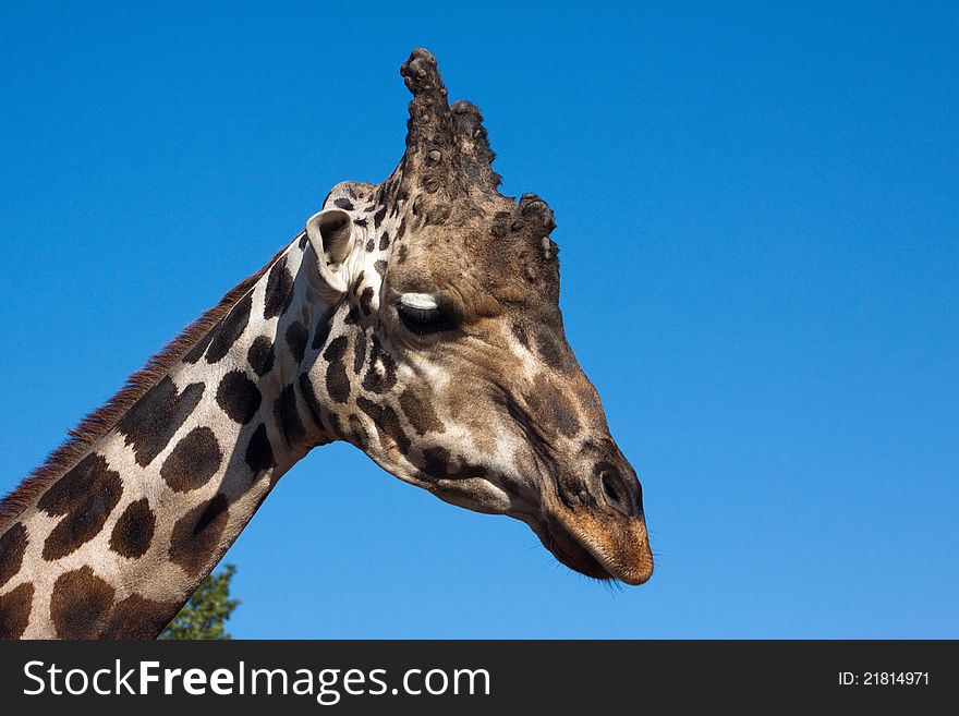 Closeup, side view of a giraffe taken at the Oklahoma City zoo. Closeup, side view of a giraffe taken at the Oklahoma City zoo.