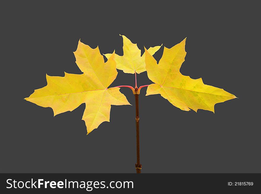 Yellow maple leaves. Dark gray background. Autumn