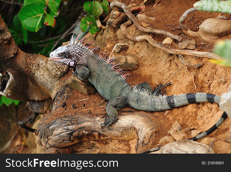Iguana Portrait taken on St. Thomas US Virgin Island (USVI)