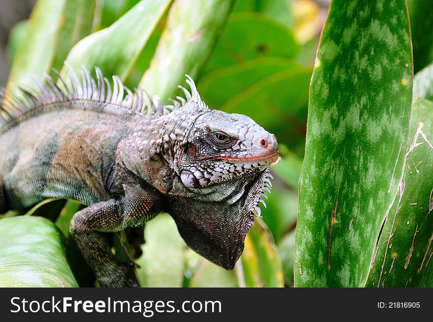 Iguana Portrait taken on St. Thomas US Virgin Island (USVI)