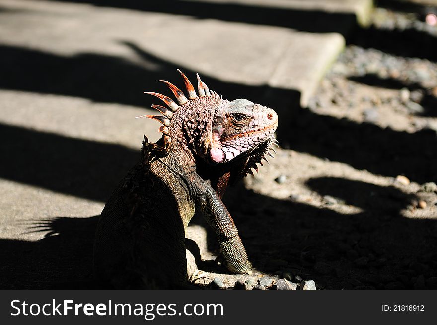 Iguana Portrait taken on St. Thomas US Virgin Island (USVI)