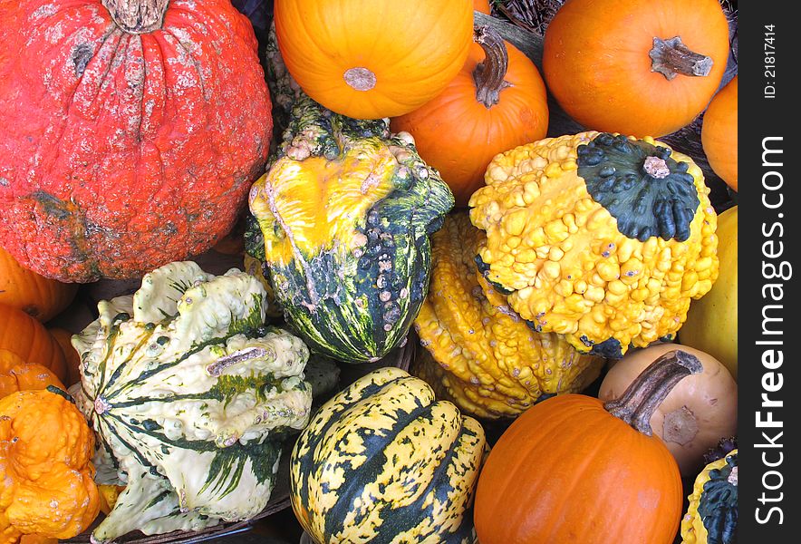 Close-up of a variety of gourds with various shapes, sizes, and colors. Close-up of a variety of gourds with various shapes, sizes, and colors.